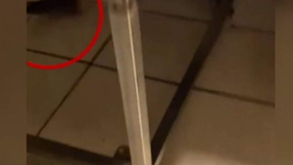 Șobolan filmat într-o patiserie. Ce au constatat inspectorii ANPC la fața locului